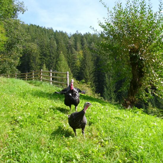 urlaub im eggenbtal suedtirol ferien in den dolomiten sommer winter fruehling herbst wandern ski bauernhofurlaub thalerhof eggen 3